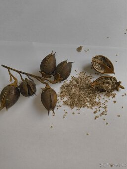 Semienka Paulownia - 2