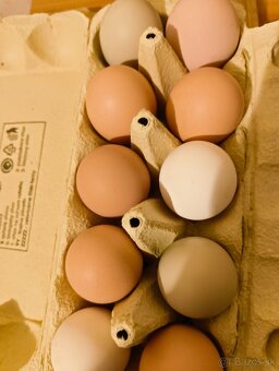 Vajíčka domáce - 2