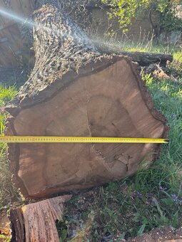 Orech kmeň guľatina - 2