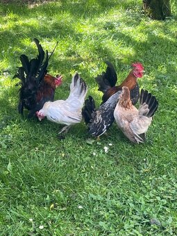 Chovný kmeň-Ayam serama - 2