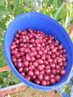 Čerešne - 2