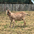 Anglonubijská koza, anglonubijské kozy - 2