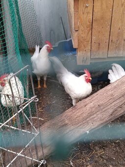 Predám kohútov leghorn - 2
