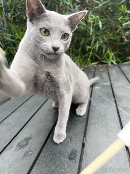 Ruská modrá mačka - 2