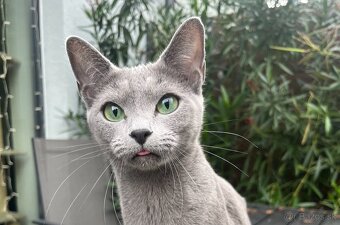 Ruská modrá mačka - 2