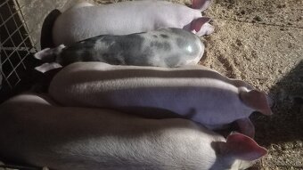 Predám jatočne ošipane ČITAŤ CELÍ INZERAT - 2