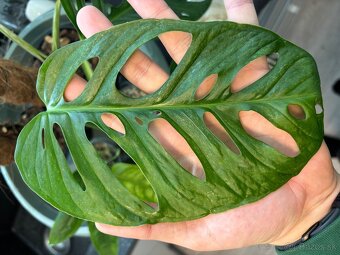 Monstera Adansonii Mint - 2