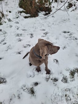 Predám-Weimarsky stavač - 2