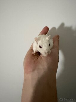 Darujeme pieskomila - 2