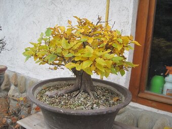 bonsai,bonsaj-hrab 26 - 2