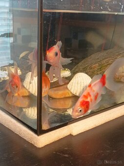 Akvárium - 2