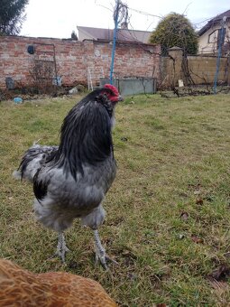 Kohút ARAUCAN zo Záhoria - 2