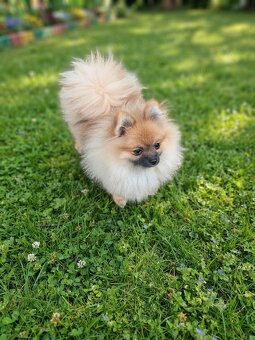 Pomeranian FCI - 2