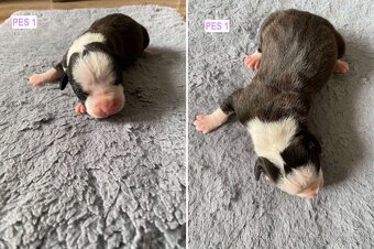 Šteniatka - Americký stafordšírsky teriér (Amstaff, Staford) - 2