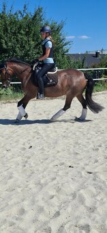 Predám 10 ročnú welsh cob kobylu - 2