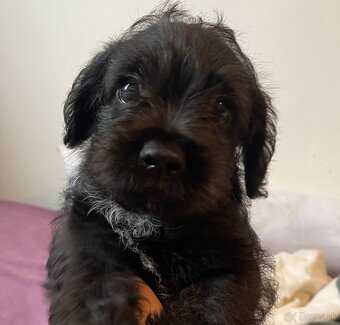 Fluffy francúzsky buldoček - 2