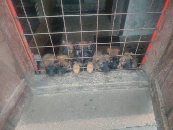 Predám šteniatka - 2