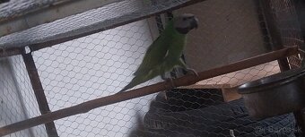 Alexander fúzatý ružovoprsí - 2