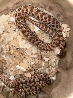 Heterodon Nasicus - 2