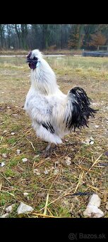 Kohútik hodvábnička - 2