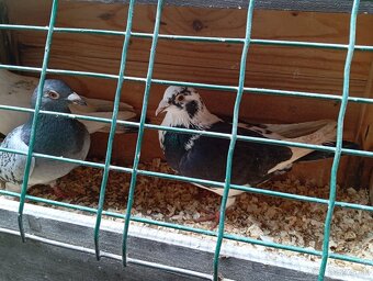 Poštové holuby  rôzne strakate farby - 2