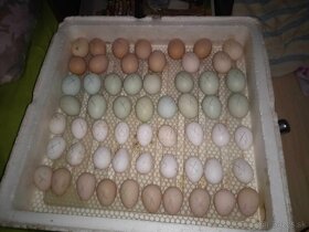 Násadové vajíčka - 2