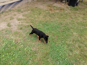 Jagdterrier - 2