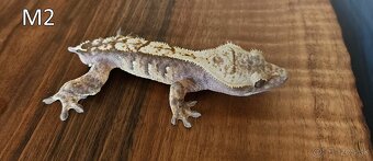 Pagekon riasnatý - rušíme chov - 2