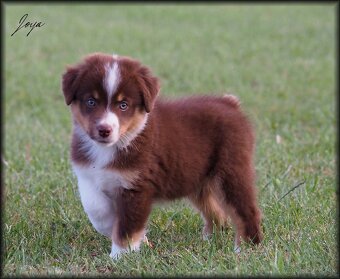 Miniatúrny americký ovčiak s PP- s rodokmeňom - 2