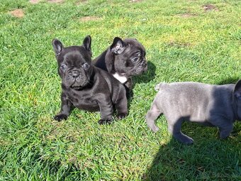 Francuzský buldoček - 2