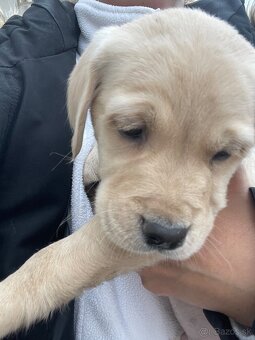 Labrador-retriver - 2