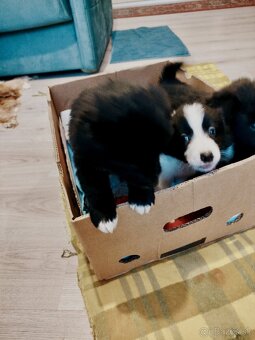 Ponúkam šteniatka border kolia–otec, matka-krizenres Skalica - 2