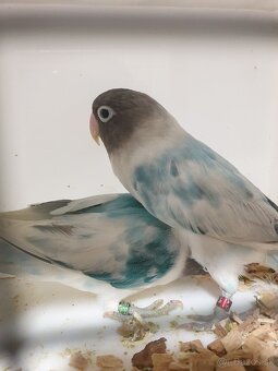 Agapornis škraboškový - 2