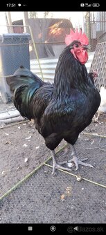 Australorpky - 2