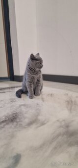 Britská mačiatka - 2