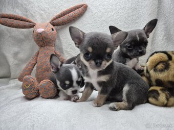 Čivavka krátkosrstá - 2