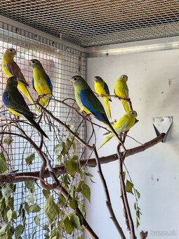 Predam neofema tyrkysova žltobruchá - 2