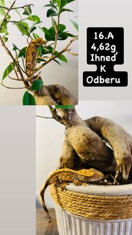 Pagekon riasnaty - 2