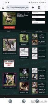 American bully - krytie - 2