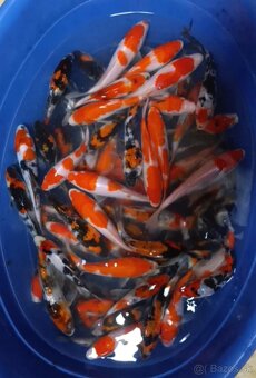 Koi kapor/ koi kapre/jazierkove ryby - 2