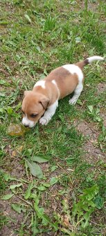 Jack russel terier šteniatka - 2