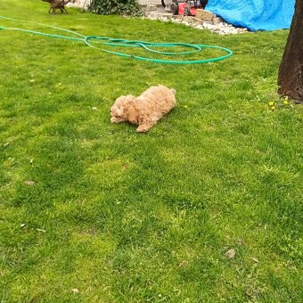 Maltipoo - 2
