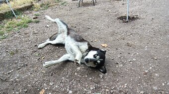 Husky - 2