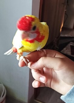 Rozely - 2