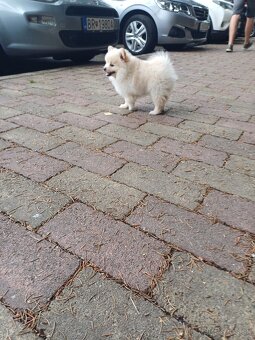 Pomeranian - 2