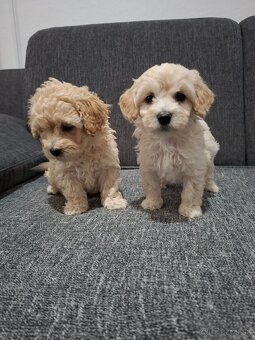 Maltipoo - 2
