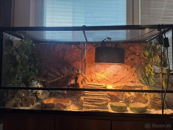 Agama+ terarium - 2