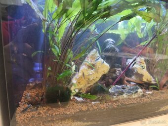 Predám zabehnuté akvárium - 2