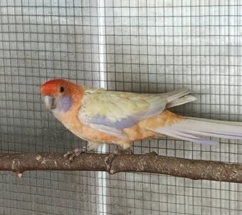 Rozela,, Mutácie Rosela, Oranž-Pastel - 2