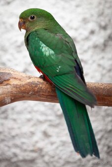 Papagáj královský - 2